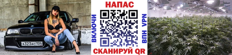 кракен вход Бакал Марихуана индика